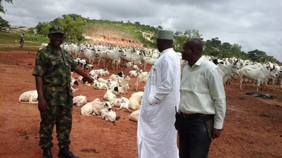 Cattle Rustling: Air Force recovers ‘665 Cows & 141 Sheep/Rams’