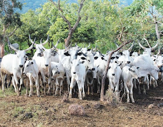FG Begins Animal Census, Identification