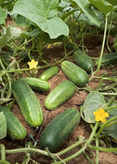 FACTS ABOUT CUCUMBERS  YOU MUST KNOW